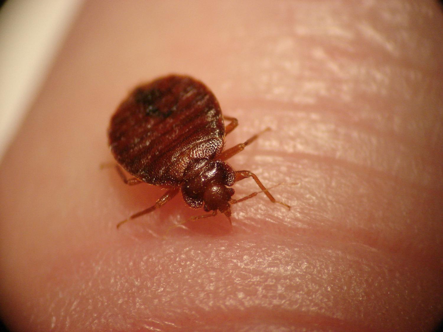How to Get Rid of Bed Bugs and Their Offspring for Good - Bed Bug Guide