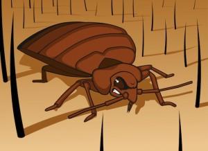 what kills bed bugs