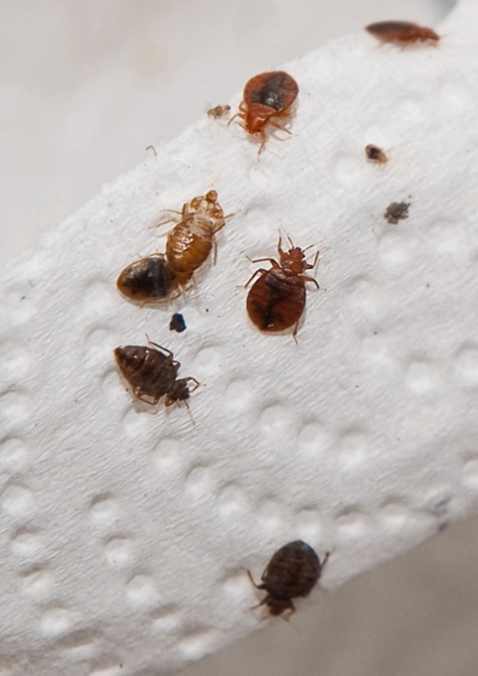 What Causes Bed Bugs Bed Bug Guide 