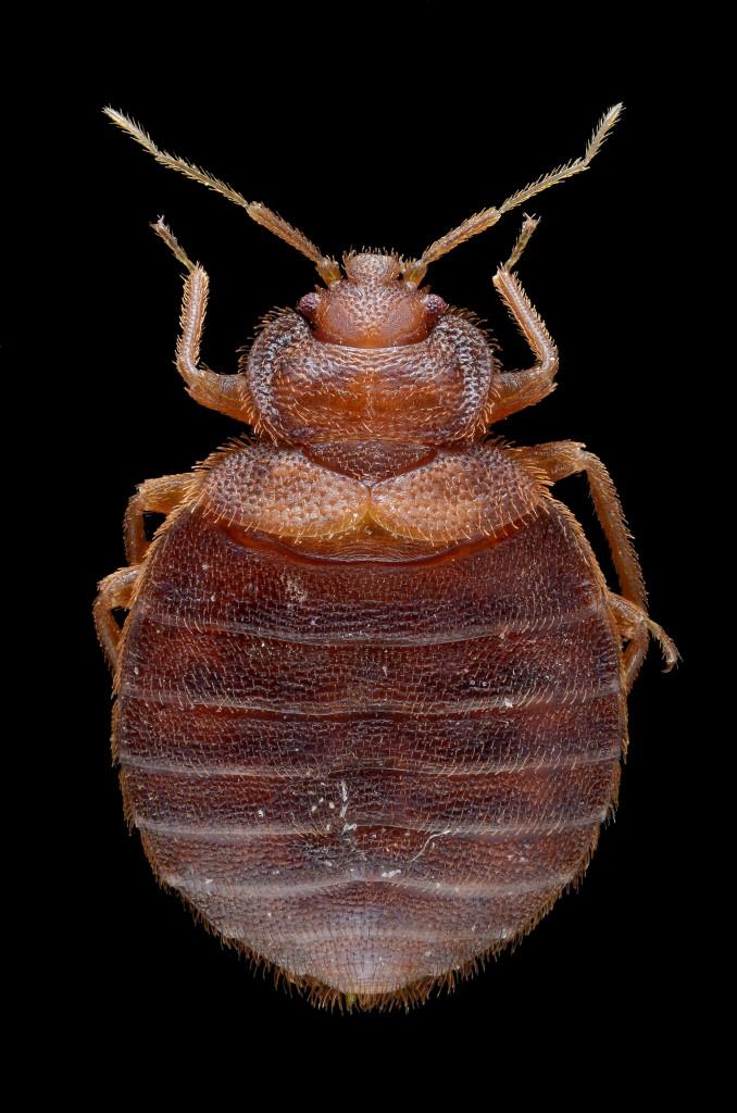 photos of bed bugs