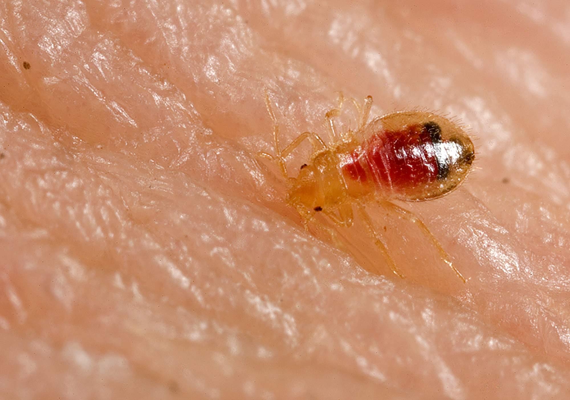 Pictures Of Adult Bed Bugs Bed Bug Guide