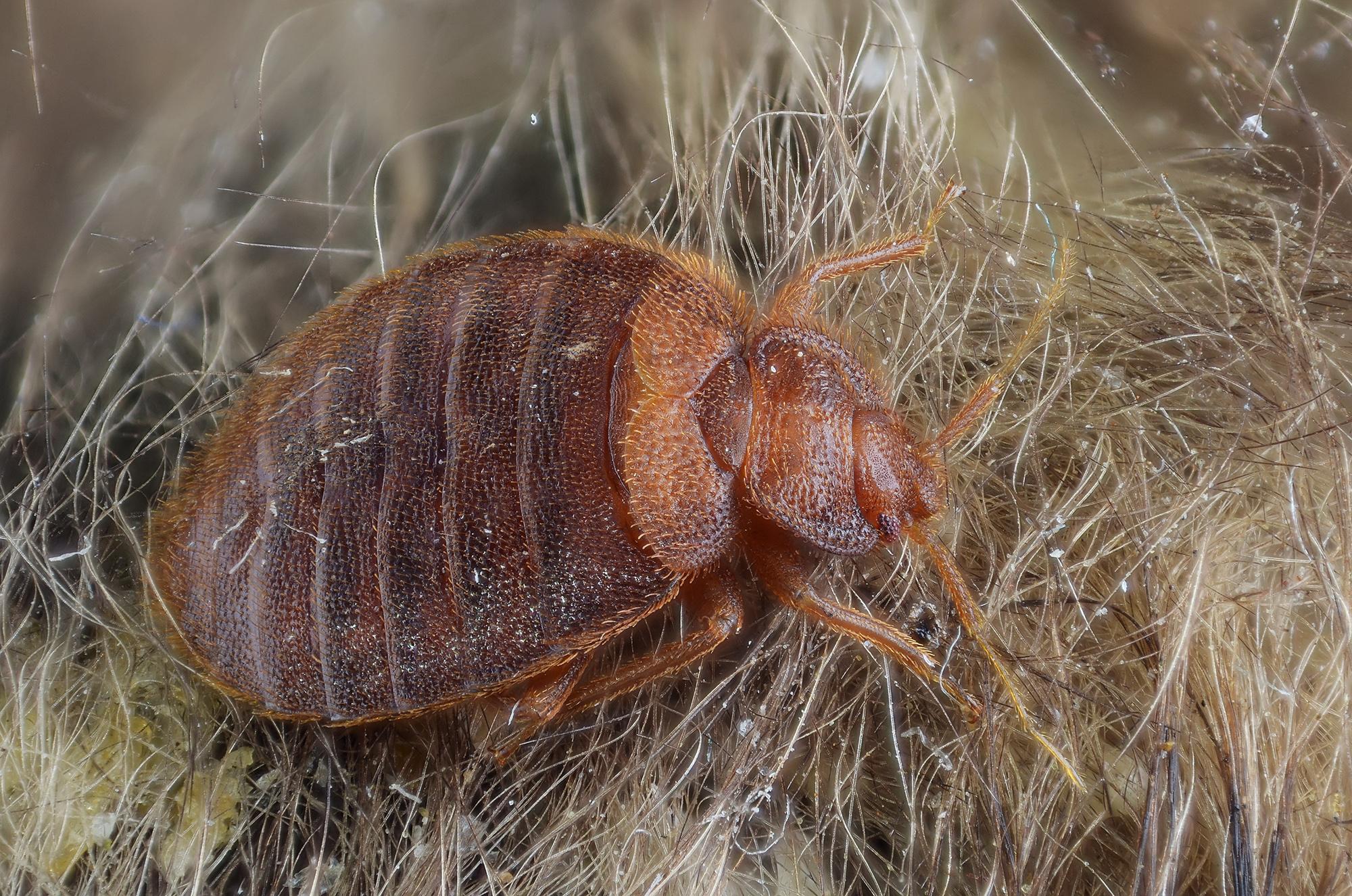 how can you see bed bugs