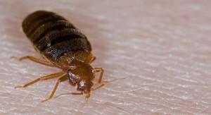 Ways to get rid of bed bugs