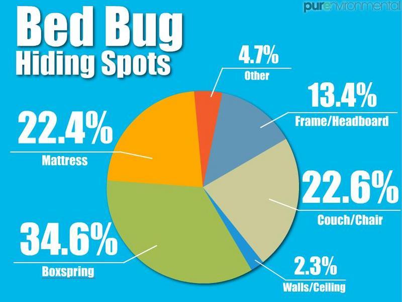 Bed Bug Symptoms and How to Treat a Bite - Bed Bug Guide