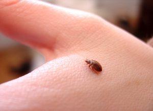 bed-bug-picture-1