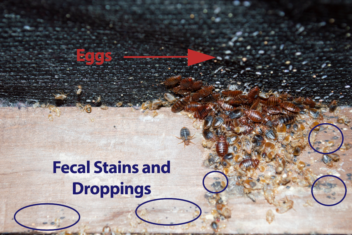 bed bug eggs, stains and droppings