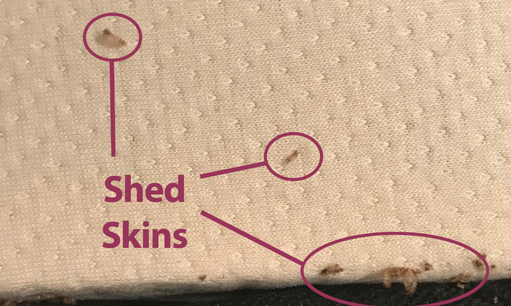 Shed Skins